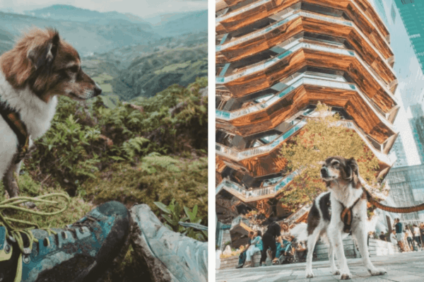 Podróże z pazurem, podróże z psem