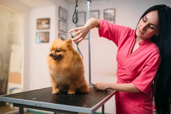 szpic miniaturowy pomeranian