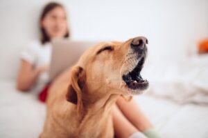 problem szczekania licencja na psa