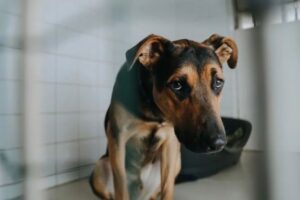 procedury adopcyjne