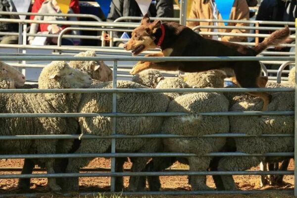 zwierzęta na olimpiadach
