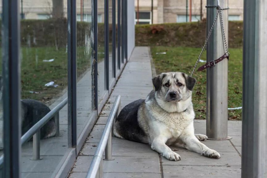 zostawił psa pod centrum handlowym