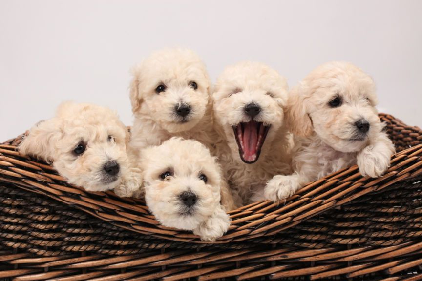 jak wybrać hodowlę psów