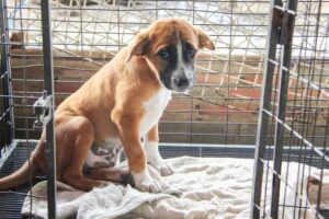 nieprzemyślane adopcje