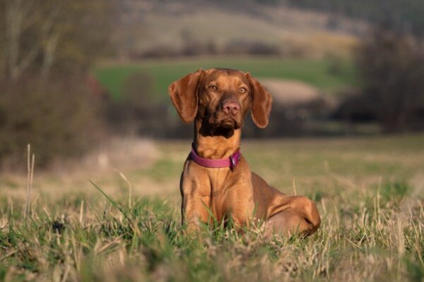 psy myśliwskie koniec monopolu