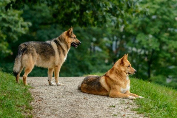 psy pracujące są lepiej traktowane