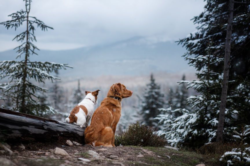 górale ratują zwierzęta