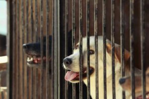 Nestlé Purina przekazała polskim schroniskom 200 ton karmy!