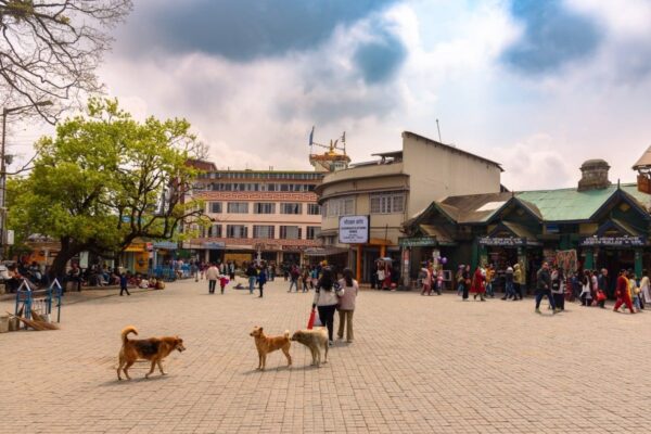 psy zaatakowały dziecko w indiach