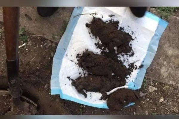 Mordowała szczenięta, została skazana, teraz broni jej prokuratura