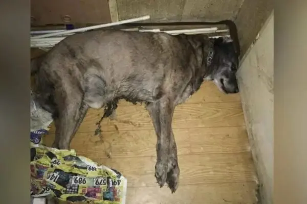Nero umierał kilka dni. Właściciel nie reagował