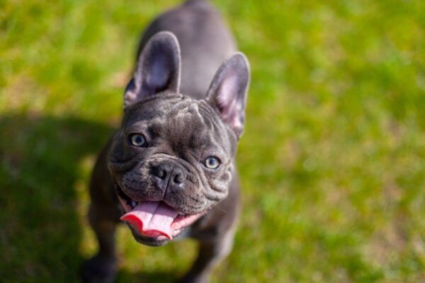 rasy brachycefaliczne kiedy powstały