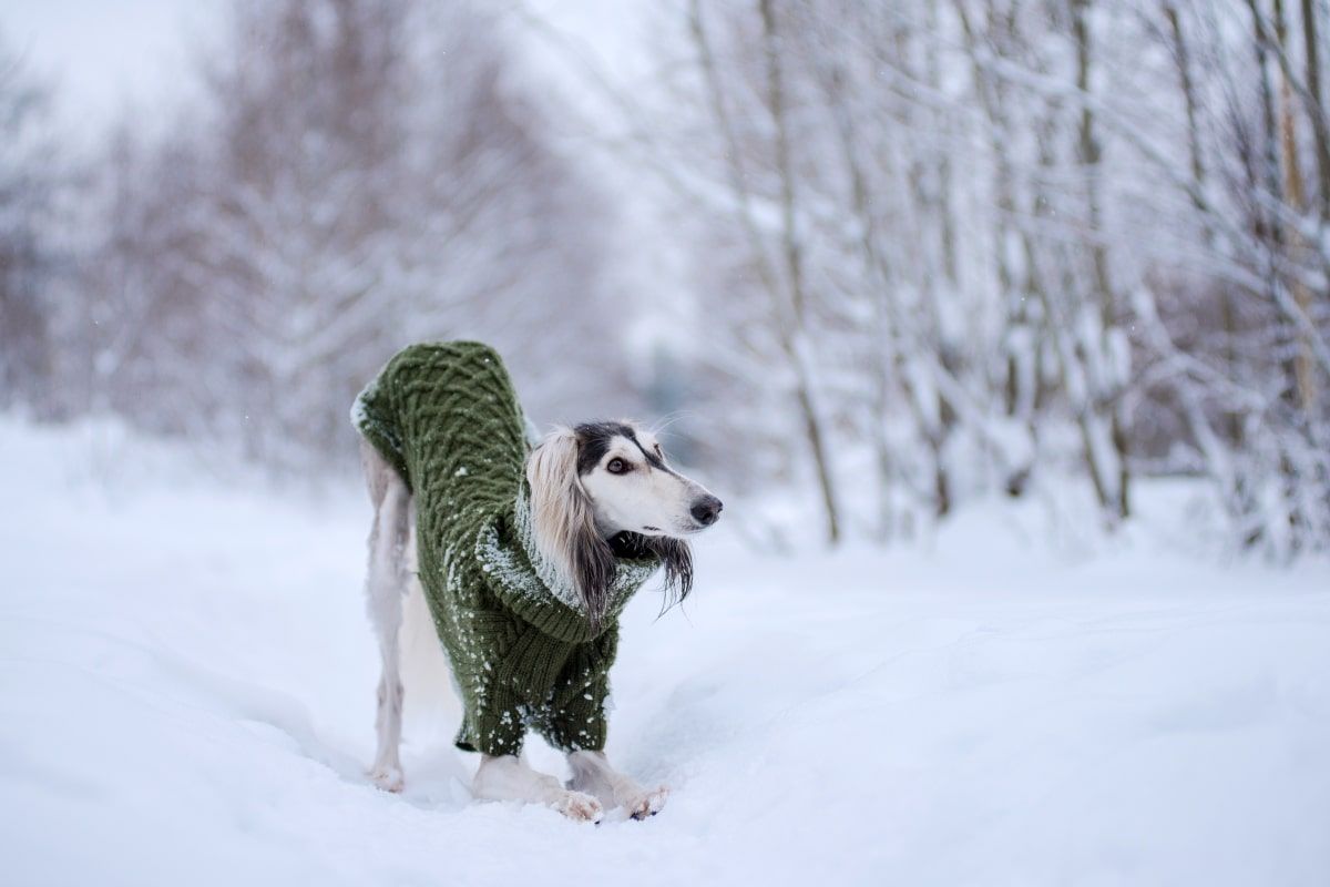 rasy psów w ubrankach