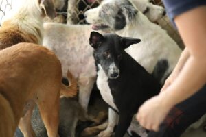 ratowanie psów ocaliło życie człowiekowi