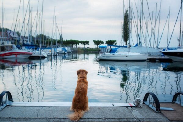 regaty żeglarskie pies