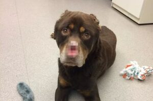 Rottweiler z uciętym nosem