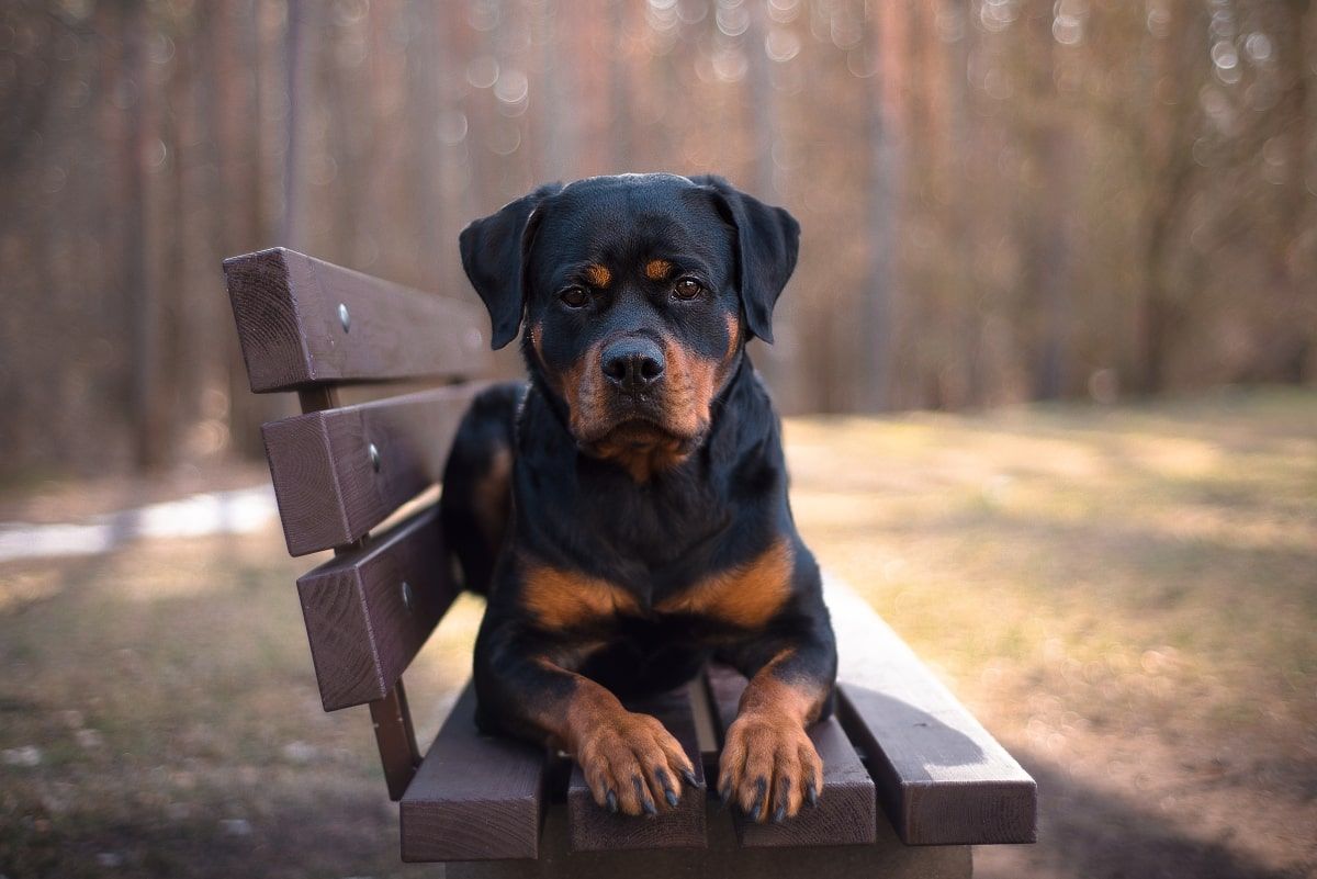rottweiler spadł na ciężarną kobietę