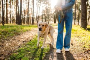 Roztoczański Park Narodowy zakazuje wejścia z psem