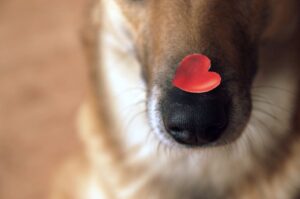 Głosowanie w plebiscycie SdZ