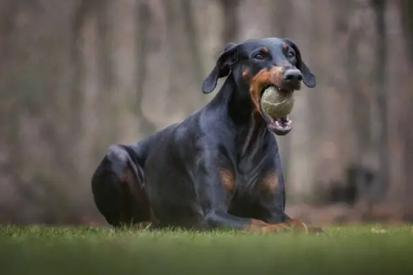 Obcinała ogony dobermanom. Kara? 800 zł