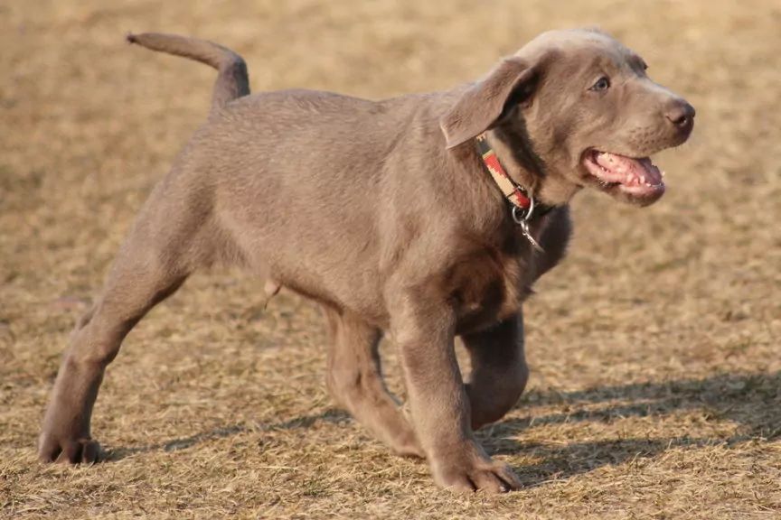 Labrador silver