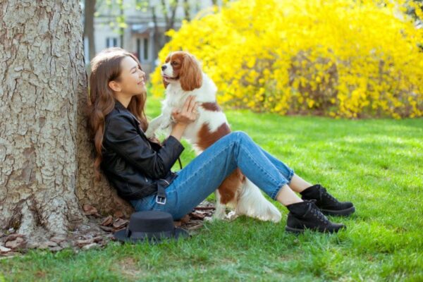 Zanim kupisz cavalier king charles spaniela