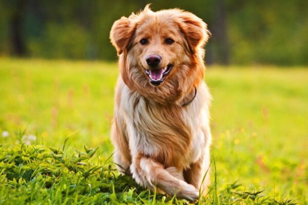 dieta dla psa na zdrową skórę i piękną sierść