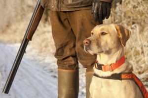 Labrador na polowaniu / zmiany w prawie łowieckim