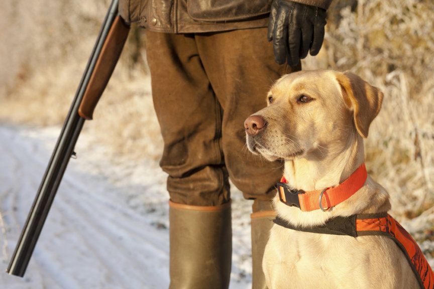 Labrador na polowaniu / zmiany w prawie łowieckim