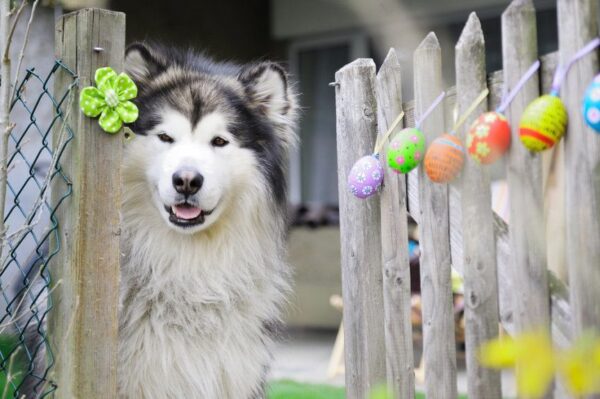 Świąteczne szukanie pisanek