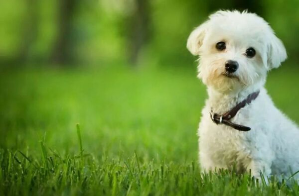 Mały biały piesek siedzi na trawie