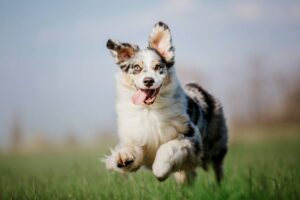 biegnący pies Australian Shepherd