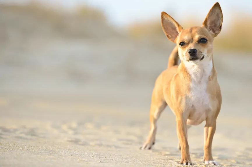 Zanim kupisz chihuahuę