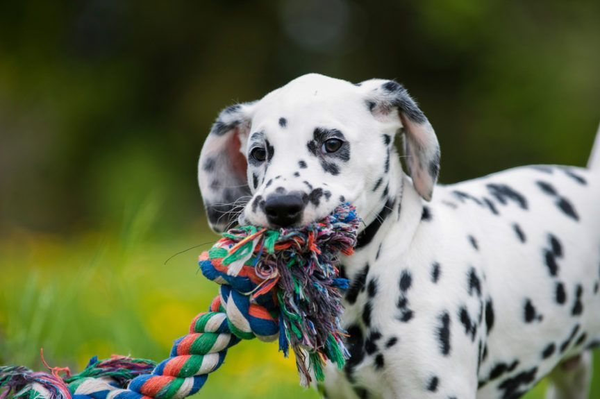 Ciekawostki o psach - szczeniak dalmatyńczyka