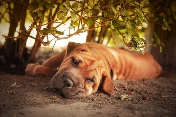 Szczeniak shar peia