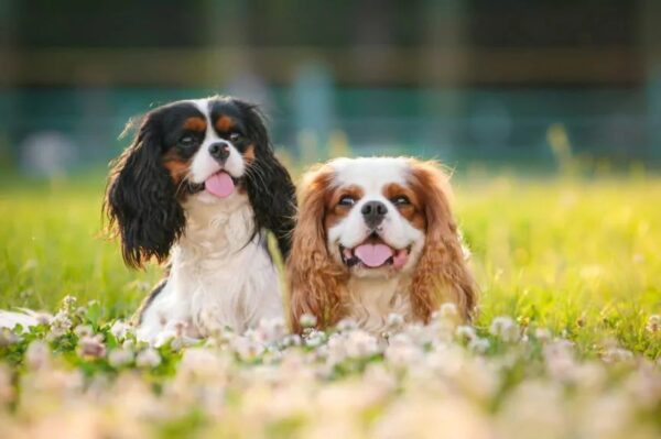 czym się różni cavalier king charles spaniel od king charles spaniela