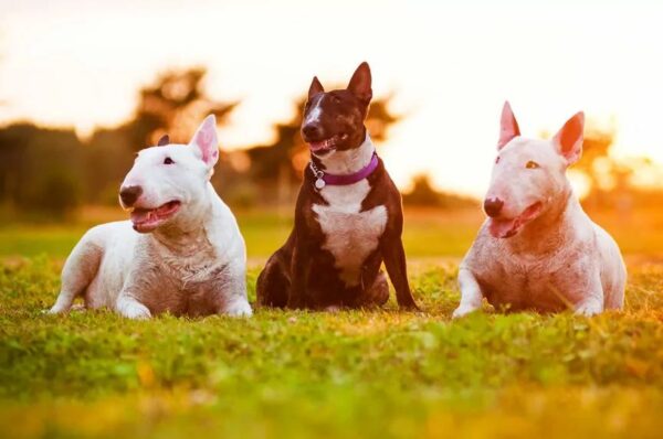 Zanim kupisz bulteriera