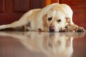 Smutny labrador