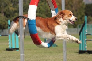 agility, pies podczas skoku