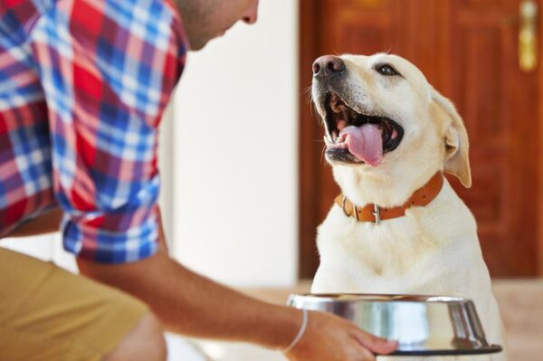 Karmienie psów ras dużych