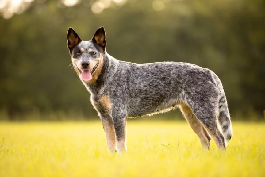 australian cattle dog