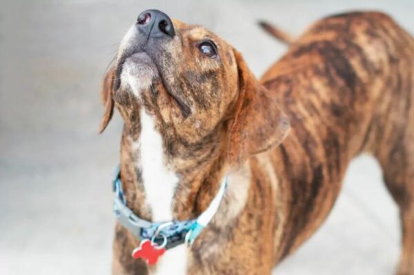 adresówka pomaga stalkerom