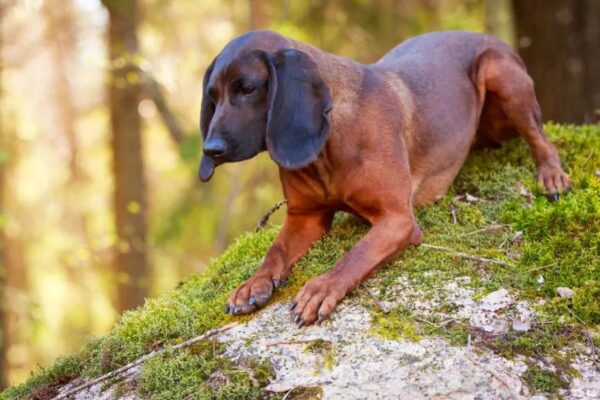 Zanim kupisz posokowca bawarskiego