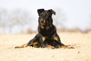 Zanim kupisz beaucerona