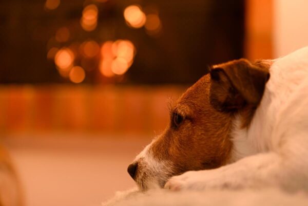 biegunka stresowa u psa