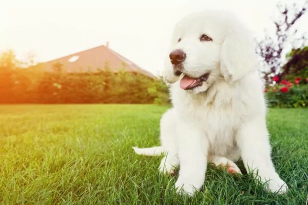 pies do domu z ogrodem