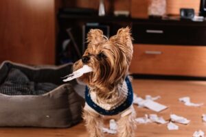 najczęstsze problemy behawioralne u psów