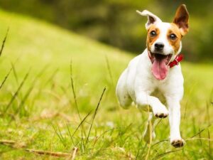 Wesoły jack russell terrier
