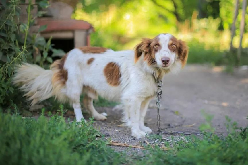 pies uwolniony z łańcucha