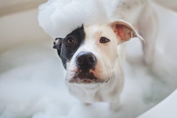 Dlaczego pies śmierdzi?